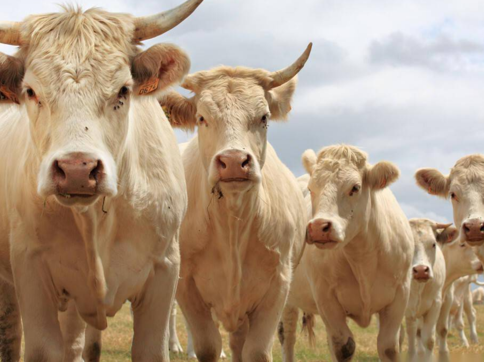 属牛|11月9号以后，属牛人好事成双，收获硕果累累的事业和美满爱情