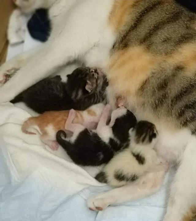 威微说|我们家猫咪快要生了,跟前跟后的一直望着我叫,给猫粮也不吃了,什么原因?