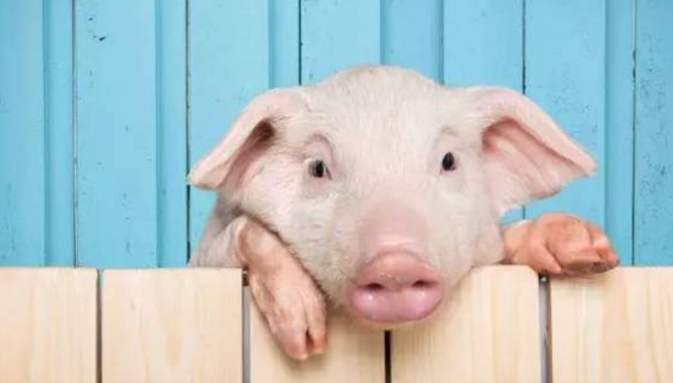 景逸 不管多爱，都不会在一段感情中迷失自我，生肖猪恋爱期间保持清醒