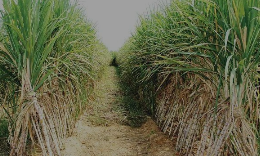 女孩 学校附近甘蔗田发现一具女尸，衣服被扒光，遭残忍虐待后死亡