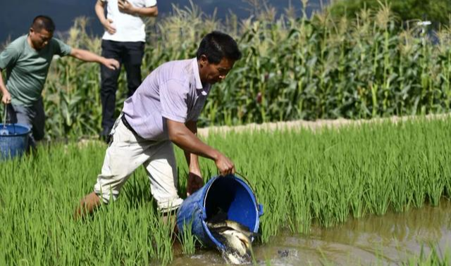 若珍|“稻田养鱼”为何如今不流行了?老农叹气,道出3个“无奈”原因