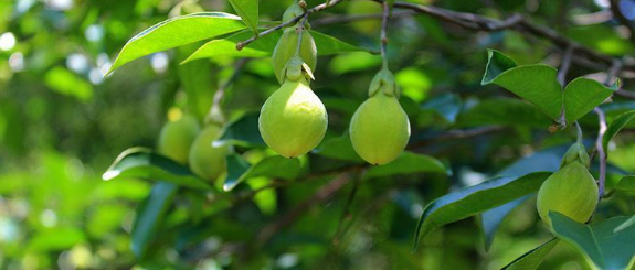  这树木极为稀少，为我国二级保护植物，从古至今为众人所推崇