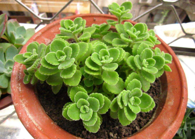 |卫生间里味大受不了？养上这几盆，异味消失