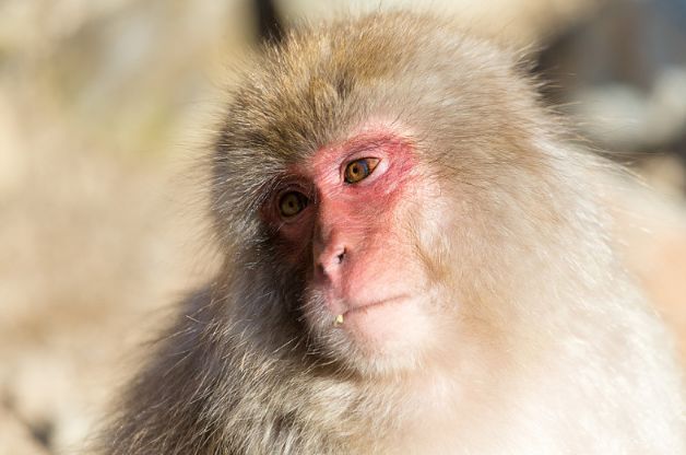 文文趣说|生肖属猴人,七月横财连发,运势一飞冲天
