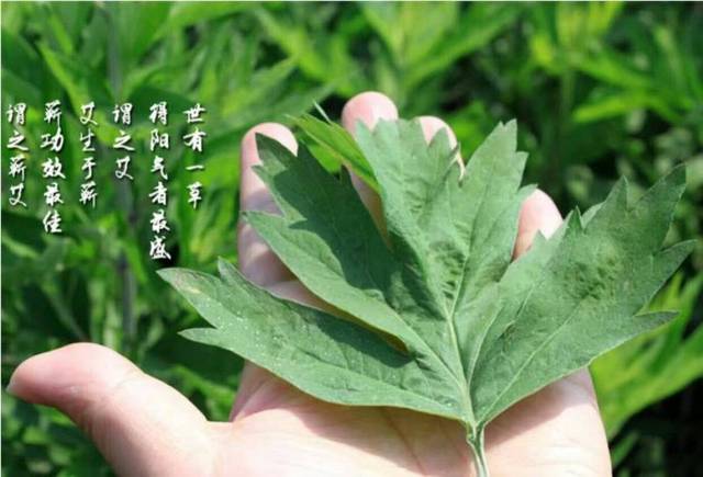 衰老|艾制品老板揭露市场乱象！