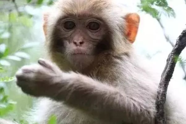 余绿一斗 生肖猴：苦尽甘来，命宫里有“贵人”相助相帮，双双丰盈