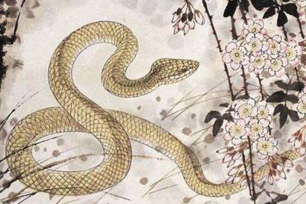 惊艳我年少时光|生肖蛇：7月喜迎富有，好运不断进家门，应当好好把握