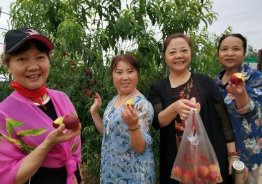 老人“偷菜旅行团”火了,带着工具去摘菜,菜农:没人制止吗?