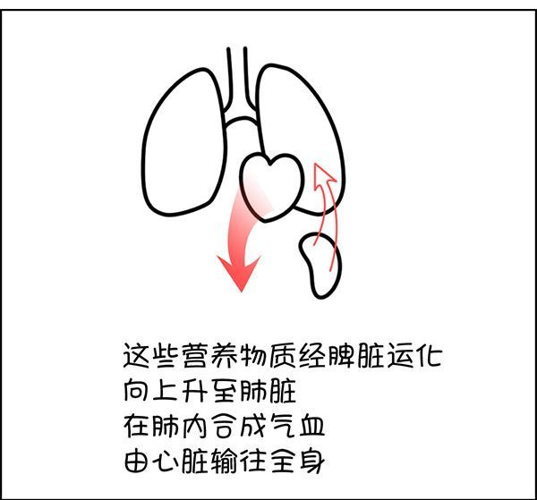 六度医生|《本草纲目》最推崇的补血良药