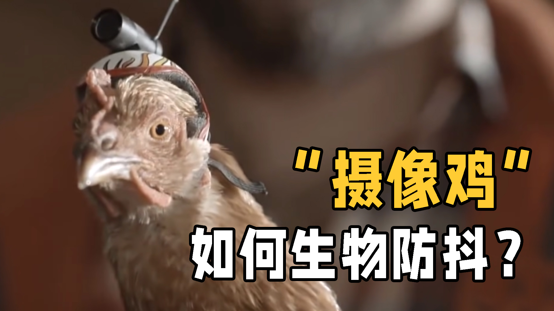 鸡头防抖到底是真是假?云台技术为何借鉴它?神级稳定器就在身边