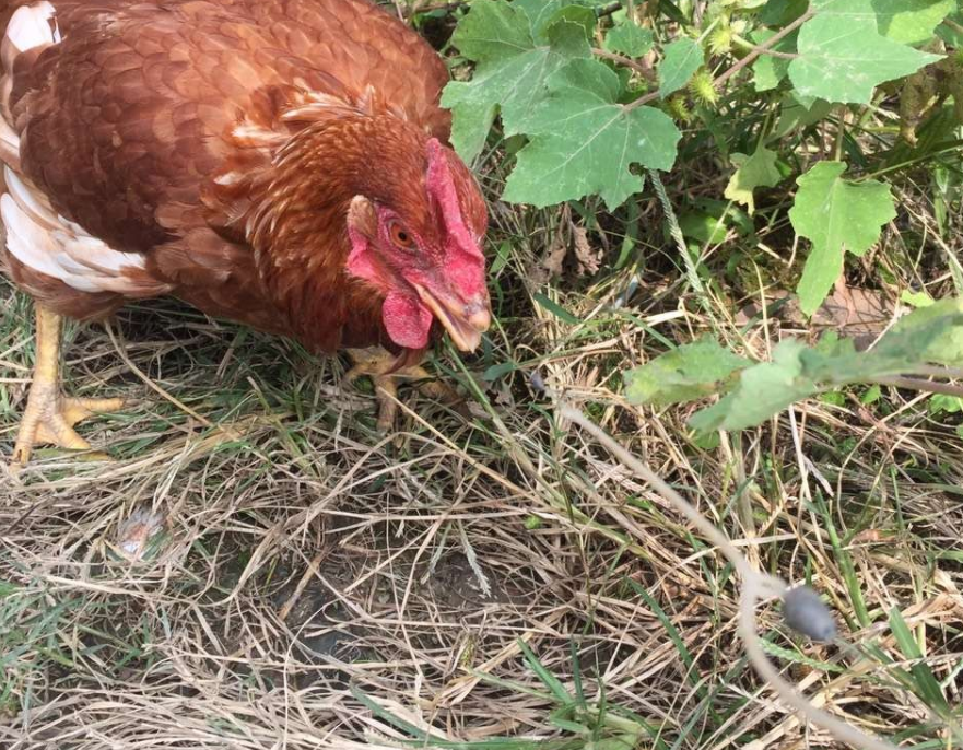 红宝石|那些让你钓了再也不想钓的鱼，看着就怪恶心的。