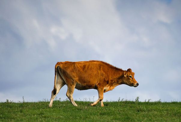 微笑都是一天|生肖牛:七月财运逐渐好转,但需注意以下几点