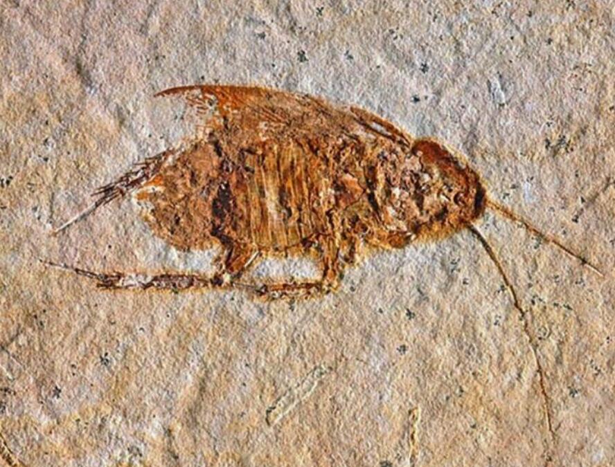 爱因斯坦 蟑螂视它为祸害,家家户户经常食用,只需一块就能让小强一命呜呼