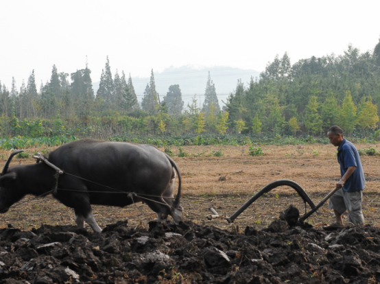 小然说奇闻|为何出现那么多的抛荒耕地，这些原因很重要，需要得到解决