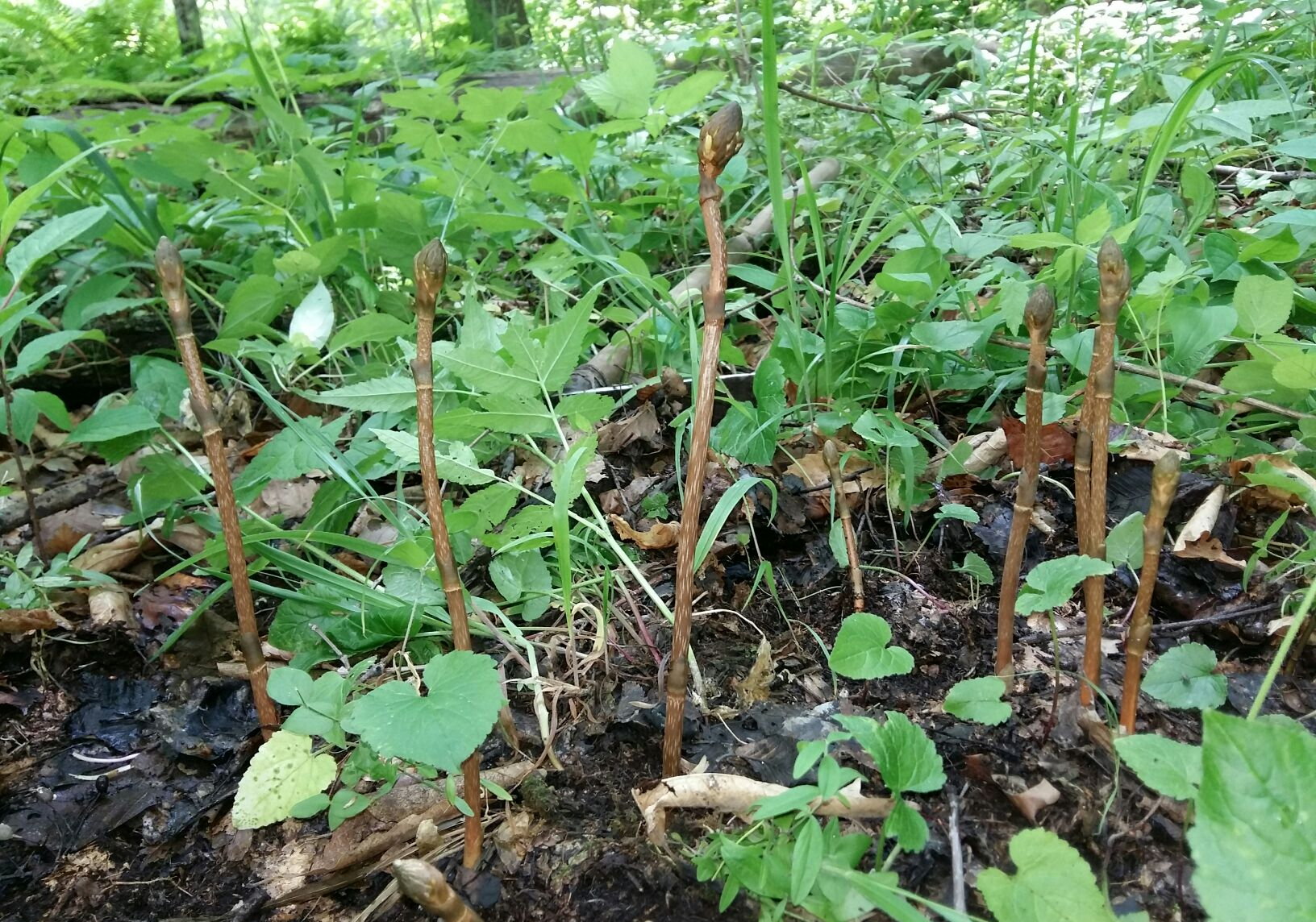 |药用价值太高？农民都不愿意卖？只愿意留给自己的子孙？