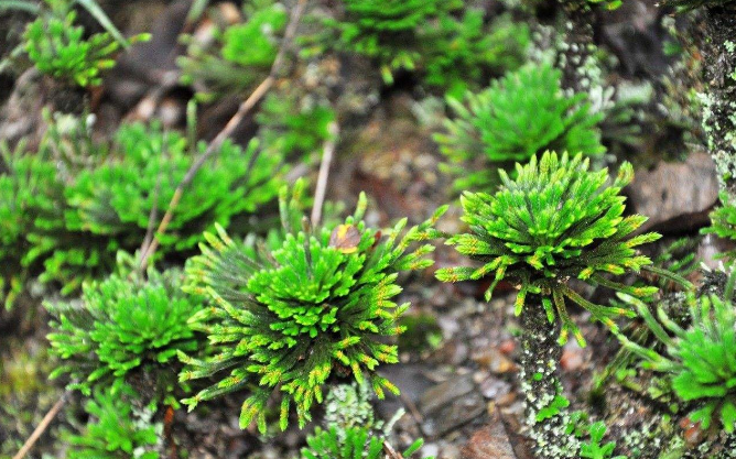 ?这“草”你可别小瞧它,它才不是什么野草,而是大名鼎鼎的“九死还魂草”