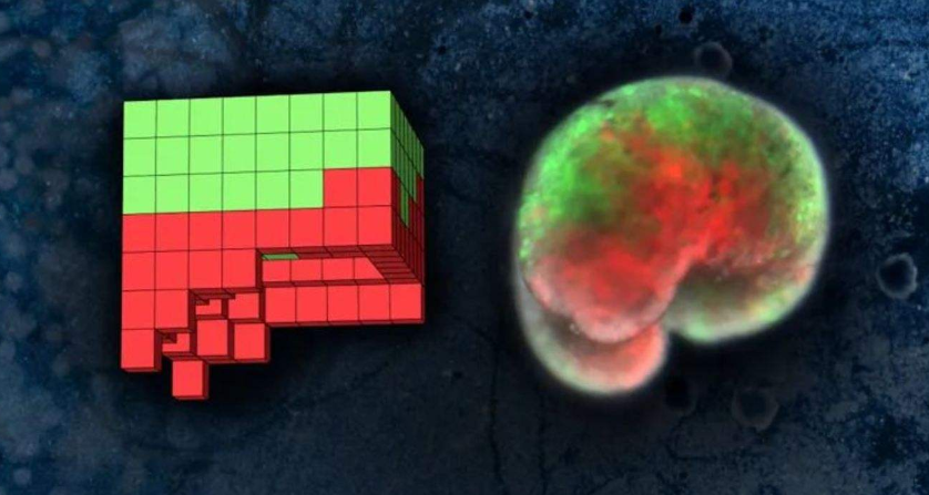 首个活体机器人诞生:青蛙细胞的变异,是可控还是不可控呢?