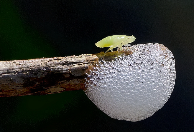 科学家 路边植物上的泡沫是什么？我一直以为是毒蛇的唾液