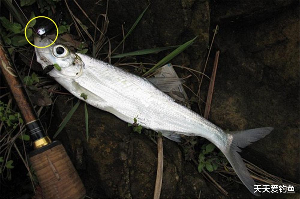 饵料|钓鱼不用饵，还能用啥？泡沫、布条、棉花、珠子，都能用来钓大鱼