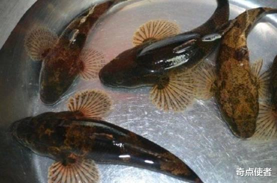 江苏省|黄河入海口发现野生松江鲈鱼，被人类吃到濒危，一斤2000元都吃不到