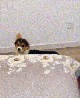 神武星人 “兄弟,你娶这样的媳妇回家,是不是每天都得提心吊胆的!”哈哈哈