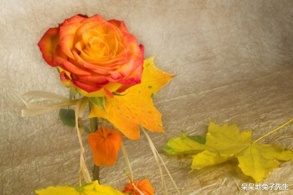 运势|12月10日开始，运势翻转的生肖，好运接连不断，财运连连，升职加薪