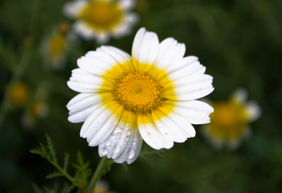 生肖|6月底，破罐子破摔，坚决一次，3生肖人生渐入佳境，旧情人回首