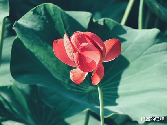 坦然的狐狸|佛说，人这一生，皆为注定