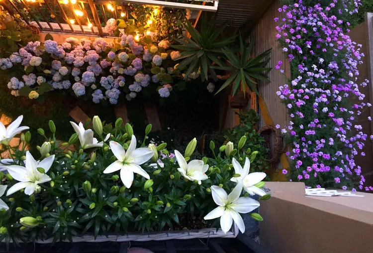 30㎡阳台改造的植物花园,网友直呼:这是我见过最美的阳台花园