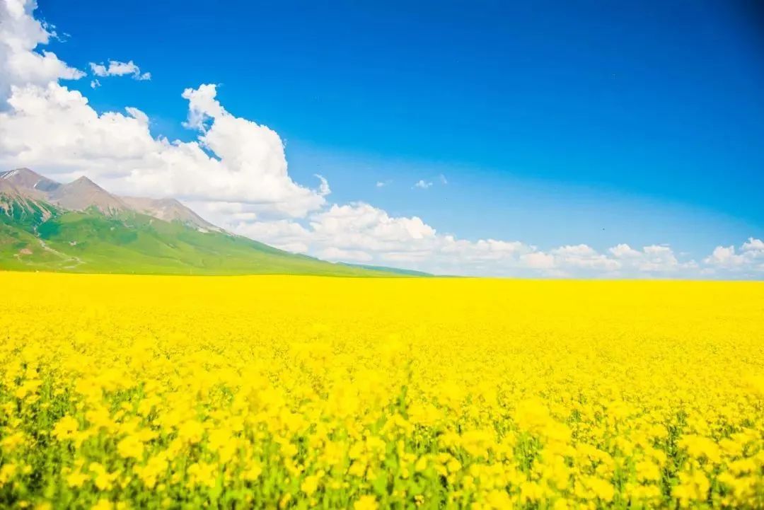 祁连山 这条夏日大环线，一次遇见大半个中国！堪称美景收割机~