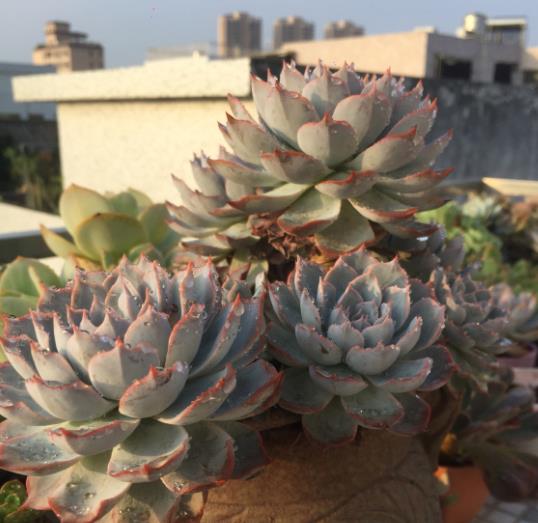 植萌|蓝石莲不但皮实，容易养，还能养出霸气的状态