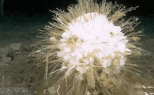 全球最能扛饿的生物,青蛙可以20个月不吃东西,还不是最厉害的