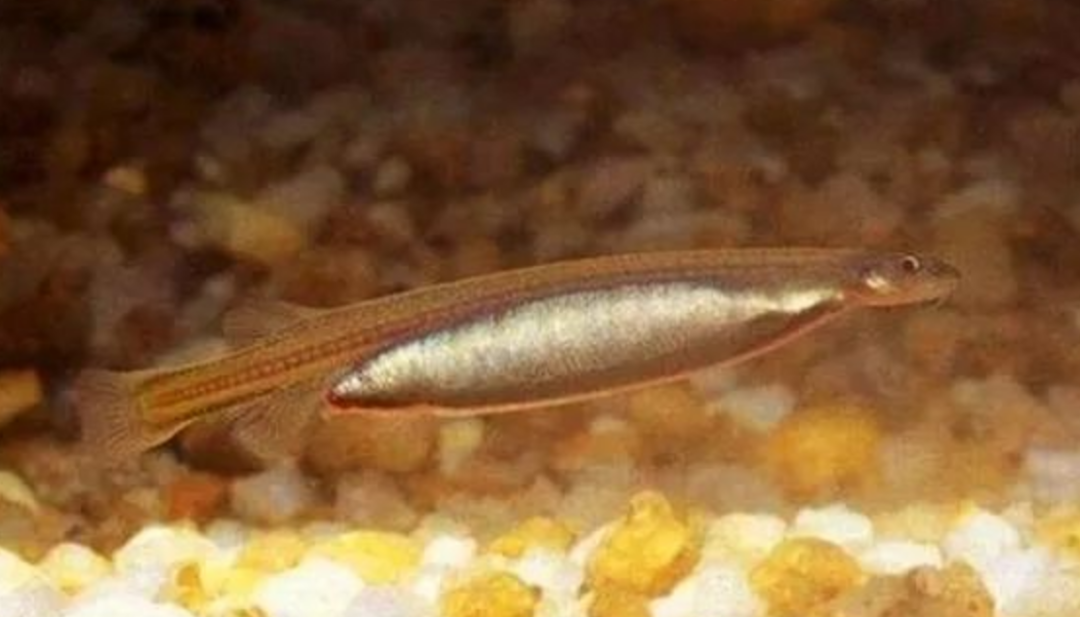 为何人们不敢在亚马逊河中游泳?“可怕”的亚马逊河中有何生物?