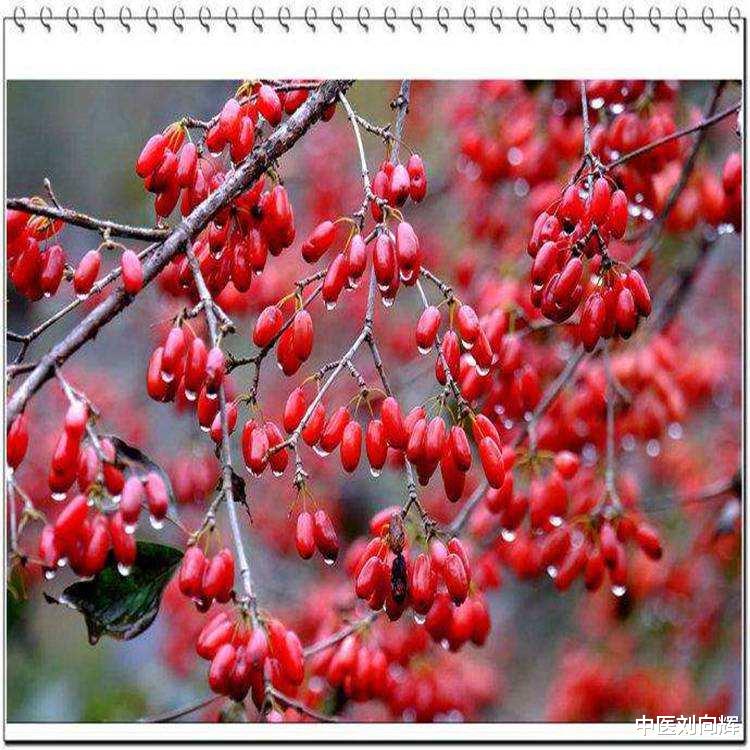 中药|手脚冰凉捂不热？三味中药，这个冬天让你不再凉