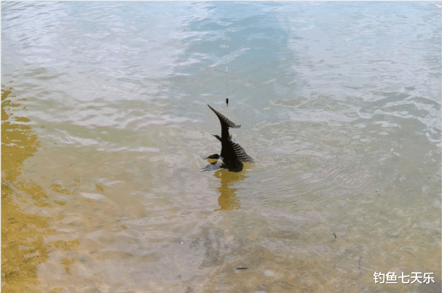 广西|钓到“壮腰龙”直接敲碎!遭钓鱼人歧视的异型鱼,真能壮腰?