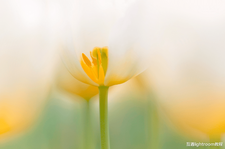 微距摄影技巧：拍出一张漂亮的花朵照片，居然如此简单！