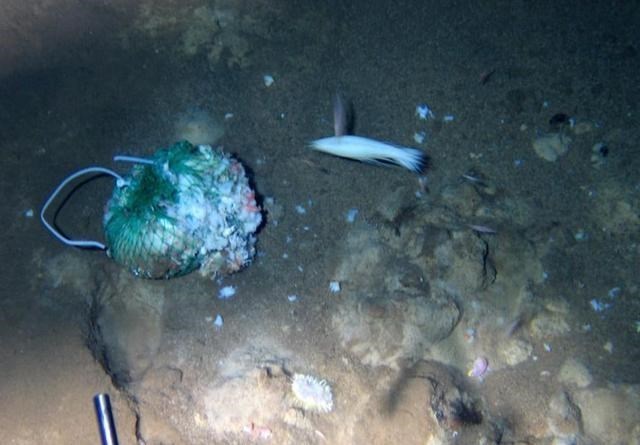 |西沙钓鱼人钓起“异形生物”，只有骨骼没有肉，网友：幼年哥斯拉