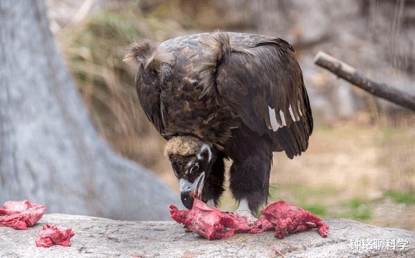 科学家 大熊猫的粪便里，究竟隐藏着多少秘密？为啥它的粪便不臭反香？