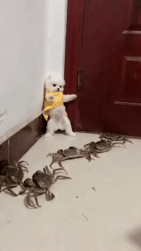 扎心 “再好的发型也无法拯救颜值的差距！”太扎心了