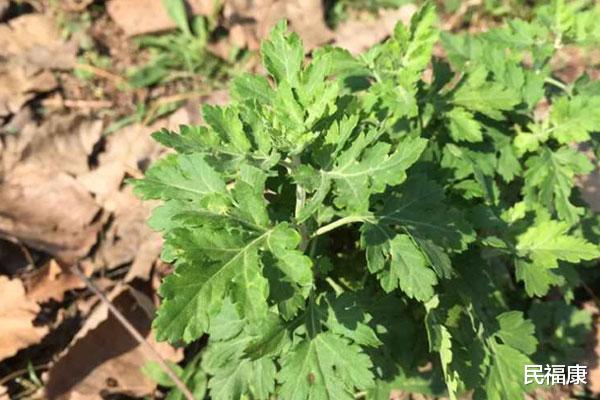 艾草|经常用艾草泡脚，身体能得到什么？每天都泡行不行？养生须知