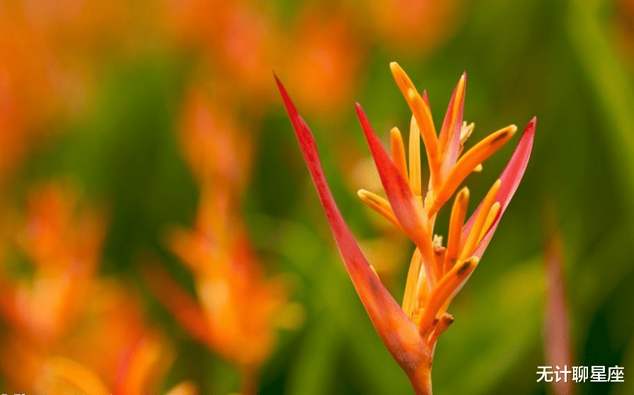 印度|10月份，顺利逆袭的4个星座，让人刮目相看，全凭自己的努力