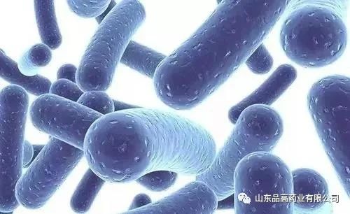 基于科学实验基础的肠道菌群与亚健康状态的联系