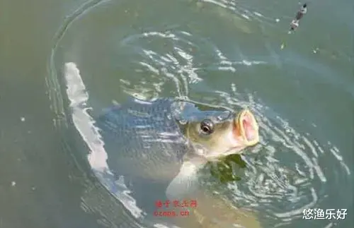 |提竿中鱼，怎知雌雄？我来告诉你辨别方法，一学就会