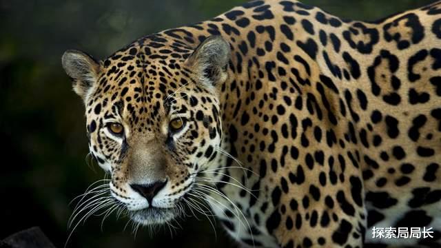 10大猫科动物战力排行榜:第1毫无悬念,老虎只能屈居第2