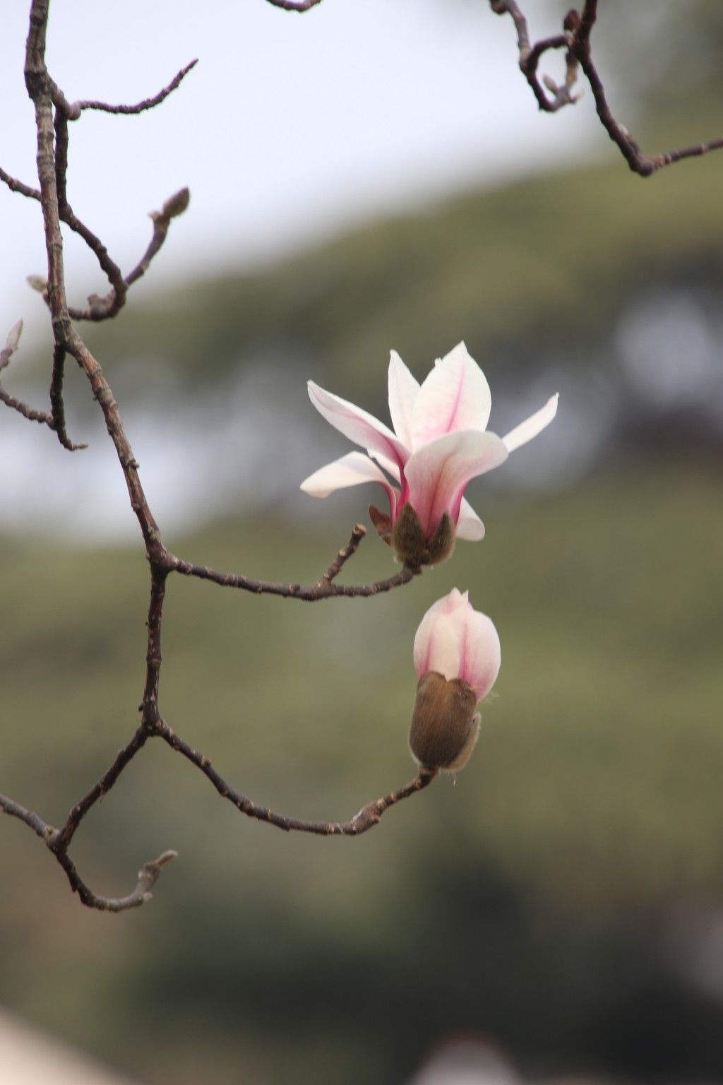行走江苏 南京连日春暖 雨花台宝华玉兰绽放