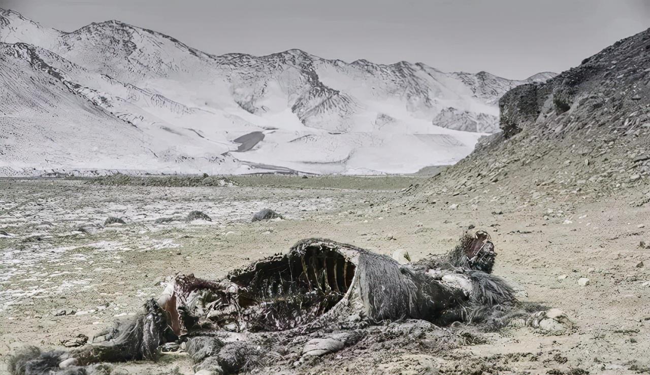 car-t 可可西里的无人区,到底多可怕?兔子都可能成为你死亡的诱因!