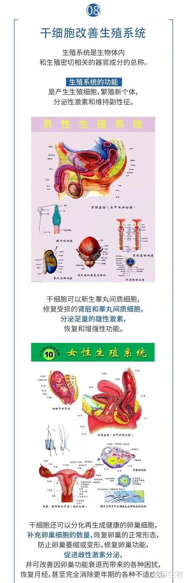 科学家 详解干细胞如何保护人体八大系统，从而让人类获得健康长寿的奥秘