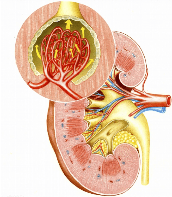 经络穴位理论敷熨|肌酐升高后预示着病情越来越差吗？2种情况不用担心尿毒症
