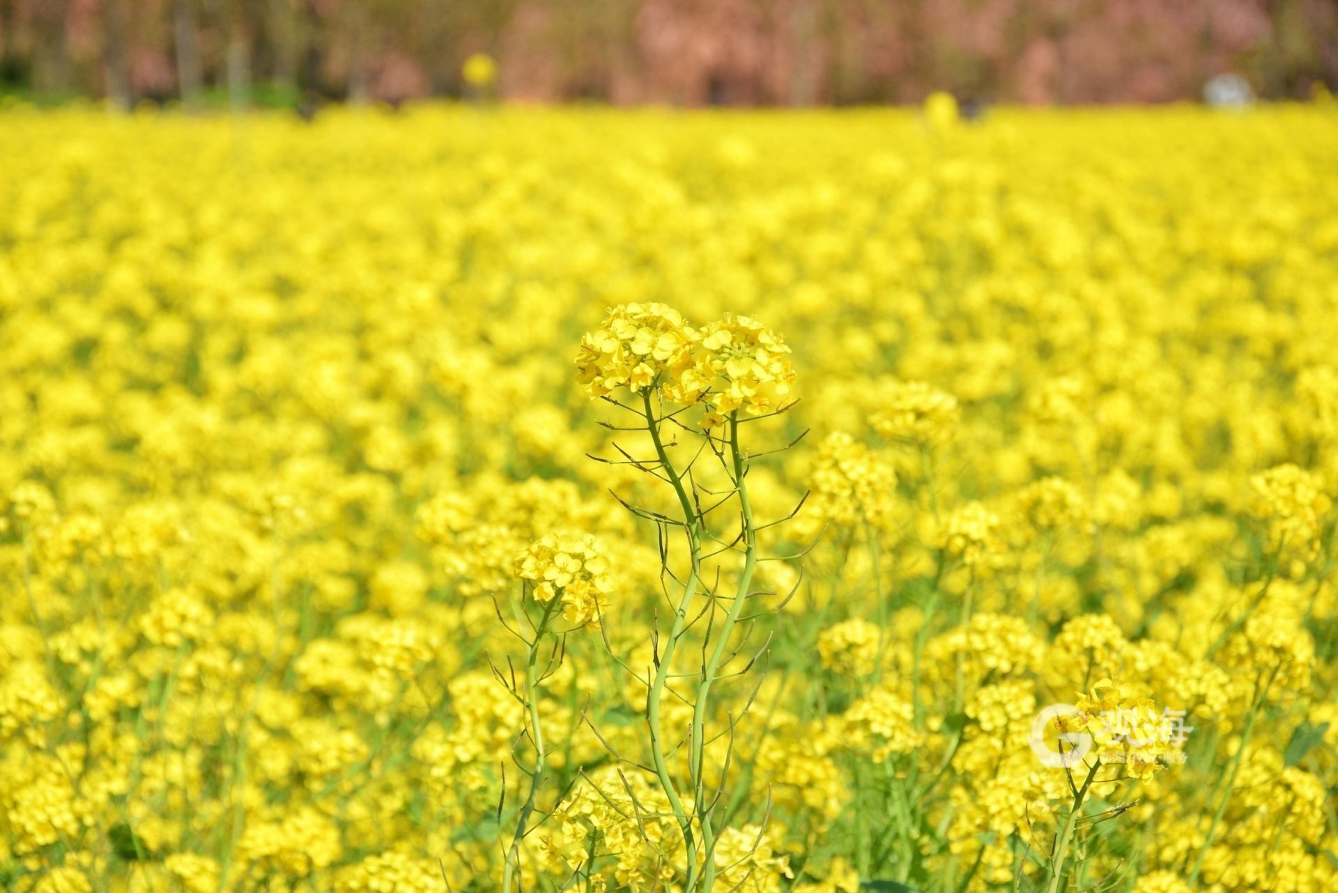 态度青岛 赏油菜花海不用去婺源 来这里就可以