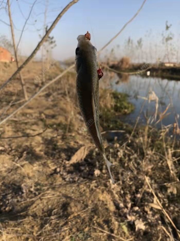 |钓鱼正口的预判